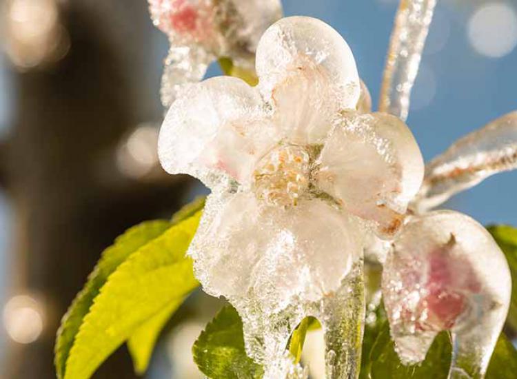 Irrigazione antigelo in primavera