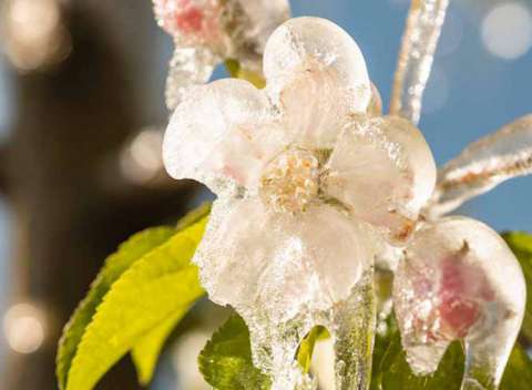 Irrigazione antigelo in primavera