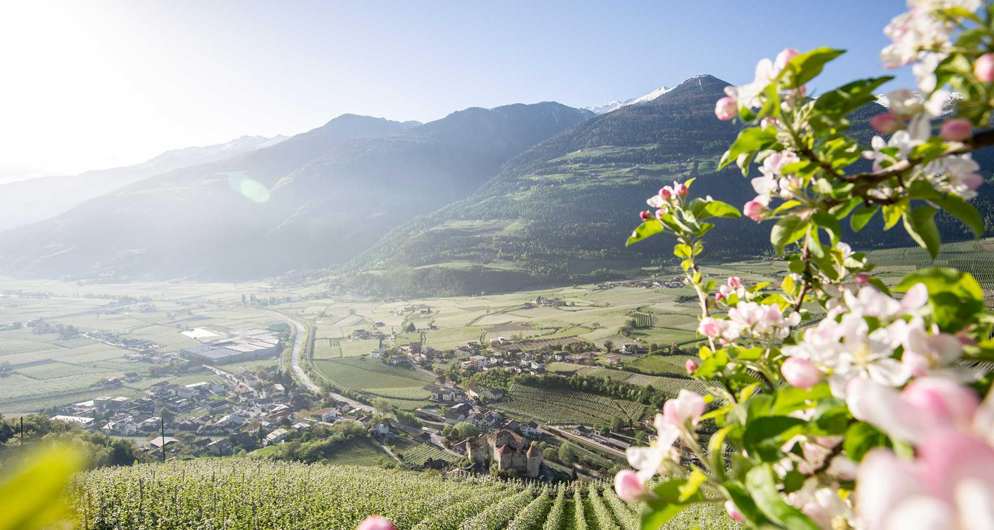Apfelblüte und Blick in den Vinschgau