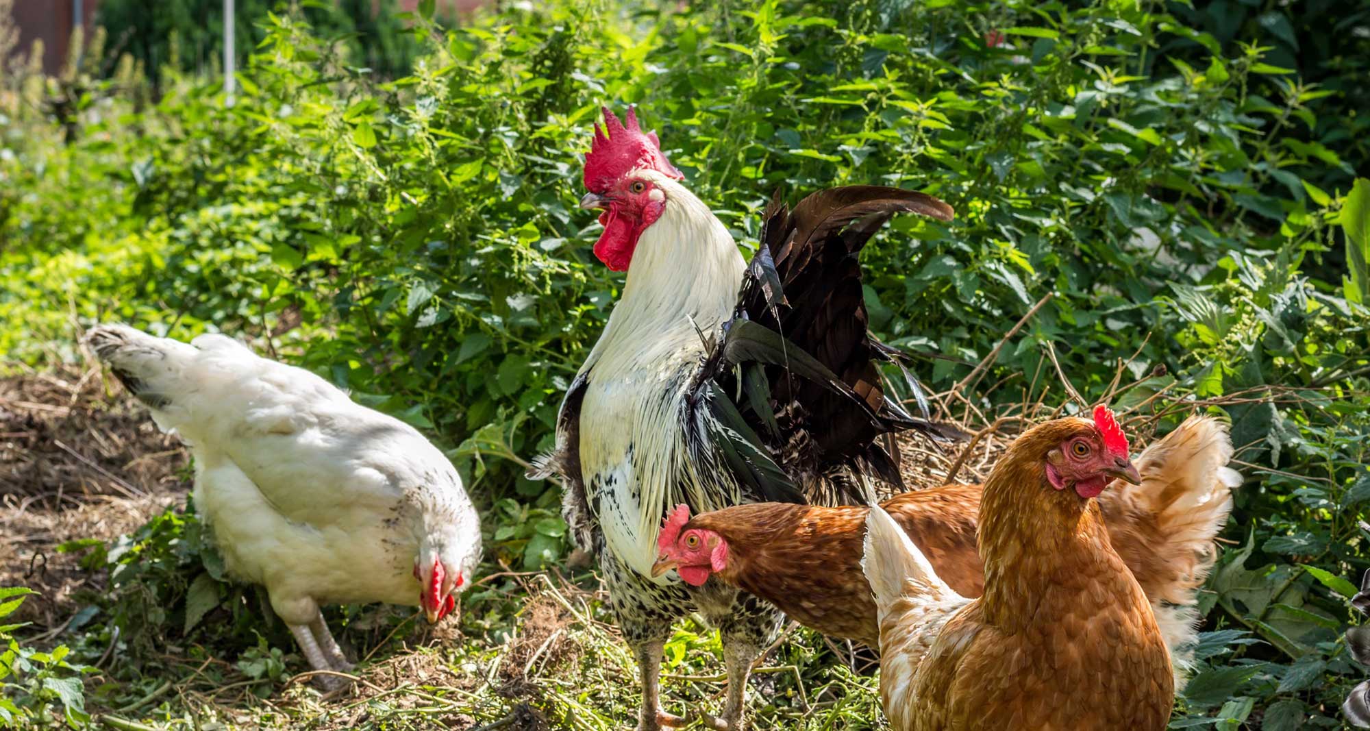 Hühner in der Wiese